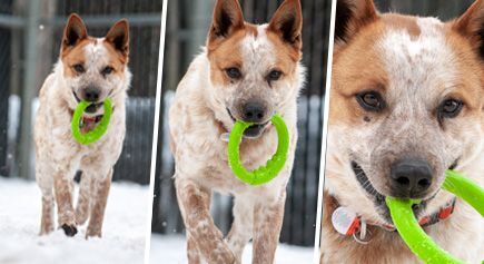 Rusty, an adoptable Cattle Dog in Carlsbad Springs, ON, K0A 1K0 | Photo Image 2