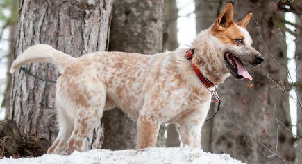 Rusty, an adoptable Cattle Dog in Carlsbad Springs, ON, K0A 1K0 | Photo Image 3