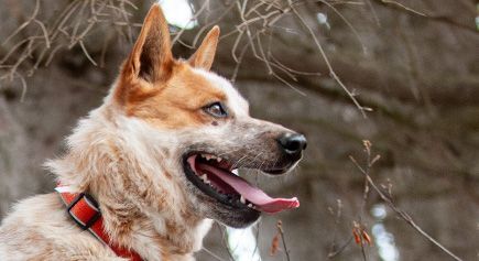 Rusty, an adoptable Cattle Dog in Carlsbad Springs, ON, K0A 1K0 | Photo Image 5