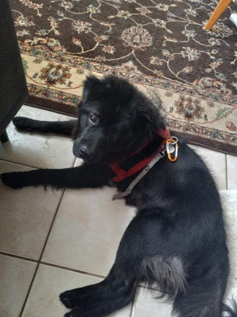 chow chow australian shepherd mix black