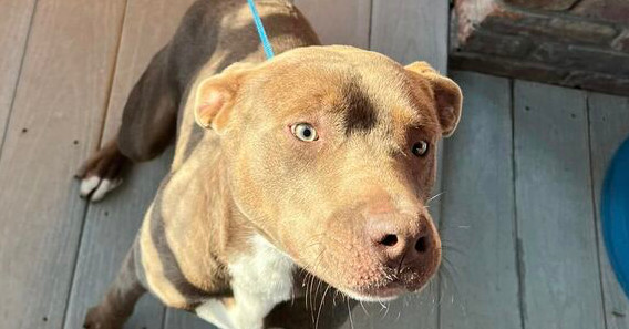 Diesel, an adoptable Pit Bull Terrier in Troy, AL, 36081 | Photo Image 1