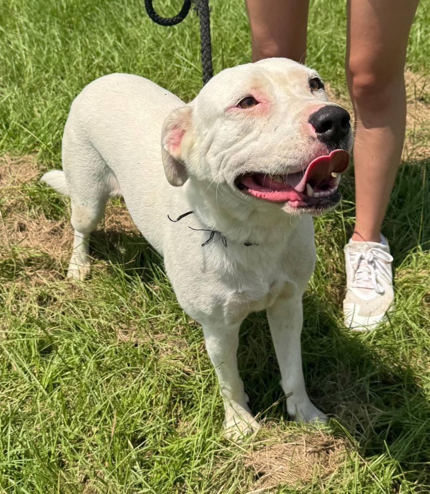 Winona, an adoptable American Bulldog in Troy, AL, 36081 | Photo Image 1