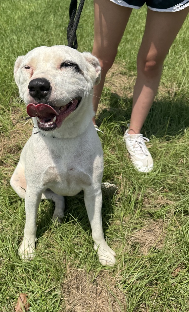 Winona, an adoptable American Bulldog in Troy, AL, 36081 | Photo Image 2