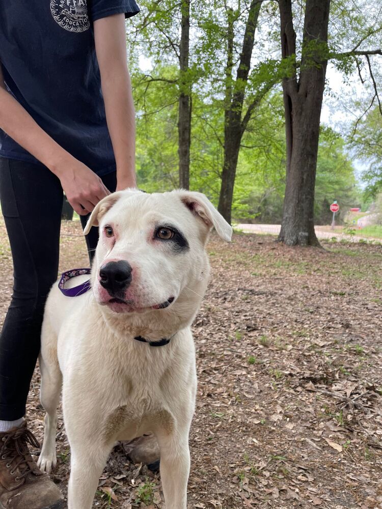 Winona, an adoptable American Bulldog in Troy, AL, 36081 | Photo Image 3
