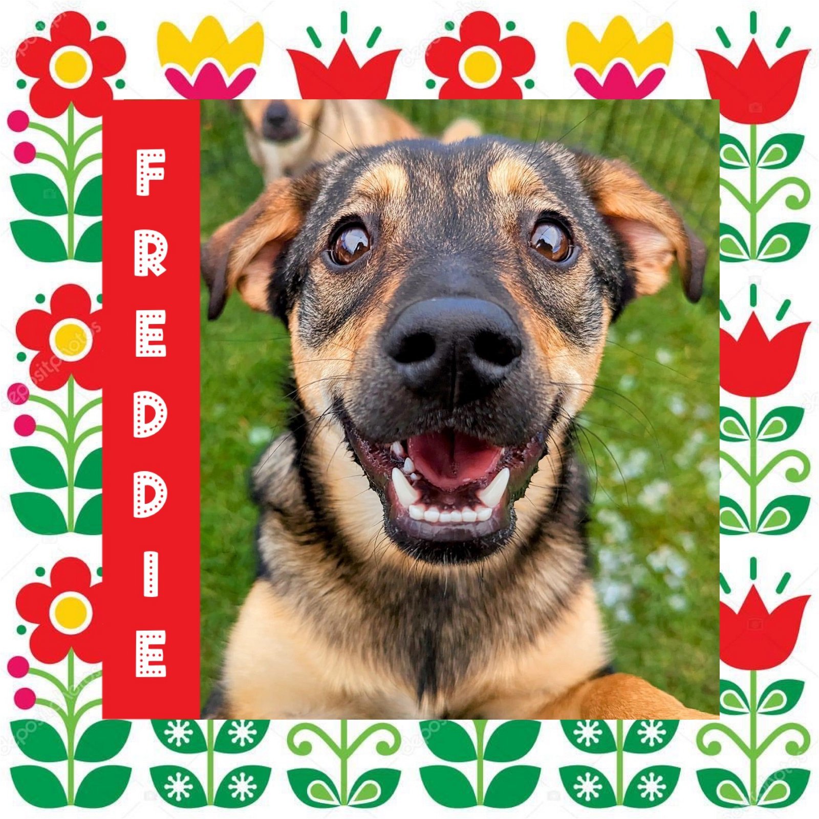 Freddie, an adoptable Keeshond in Littleton, CO, 80130 | Photo Image 1