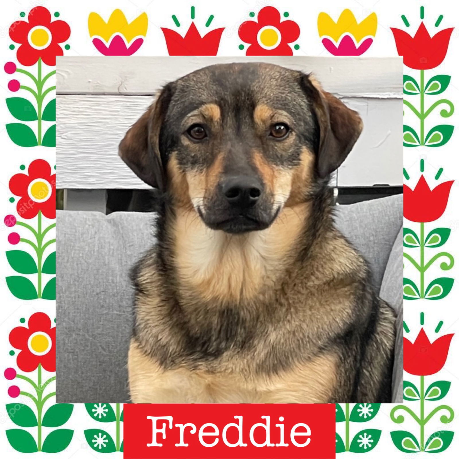 Freddie, an adoptable Keeshond in Littleton, CO, 80130 | Photo Image 1