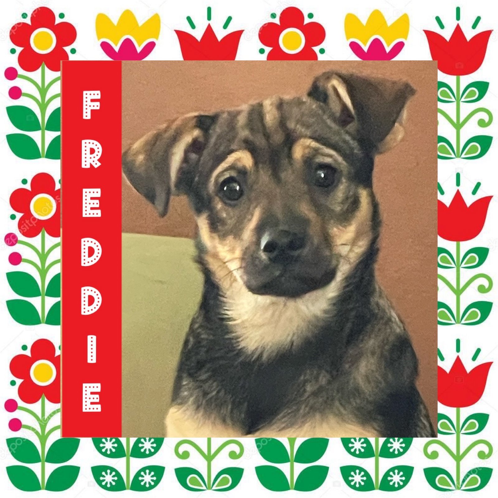 Freddie, an adoptable Keeshond in Littleton, CO, 80130 | Photo Image 2