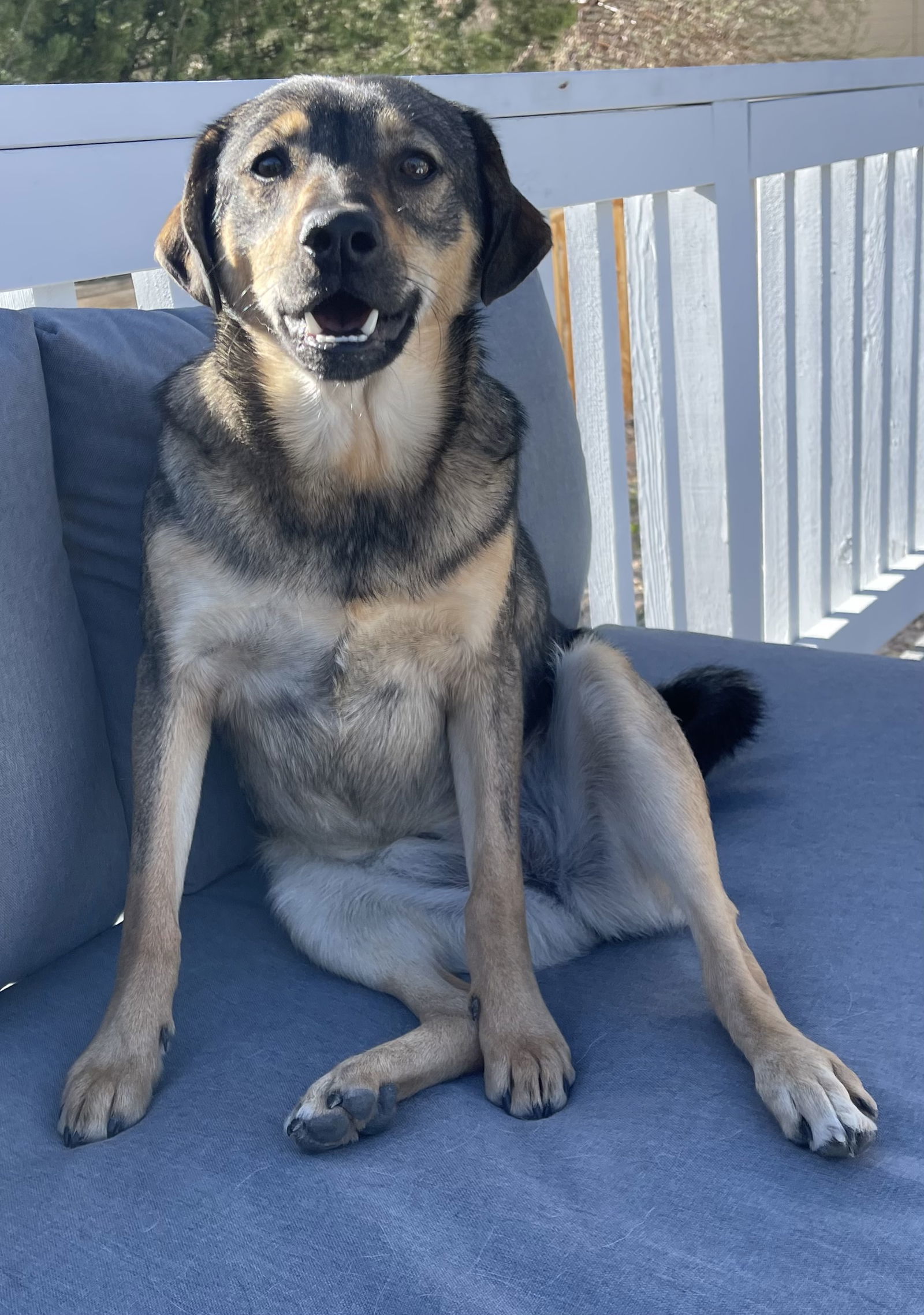 Freddie, an adoptable Keeshond in Littleton, CO, 80130 | Photo Image 2