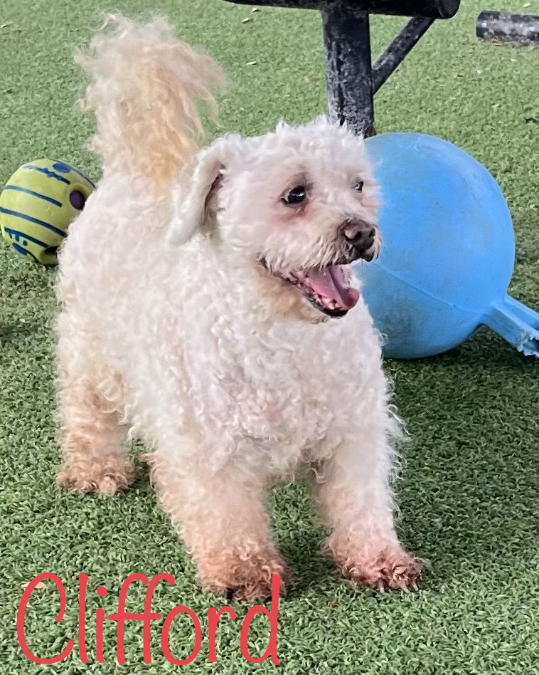 Clifford, an adoptable Bichon Frise in Pipe Creek, TX, 78063 | Photo Image 1
