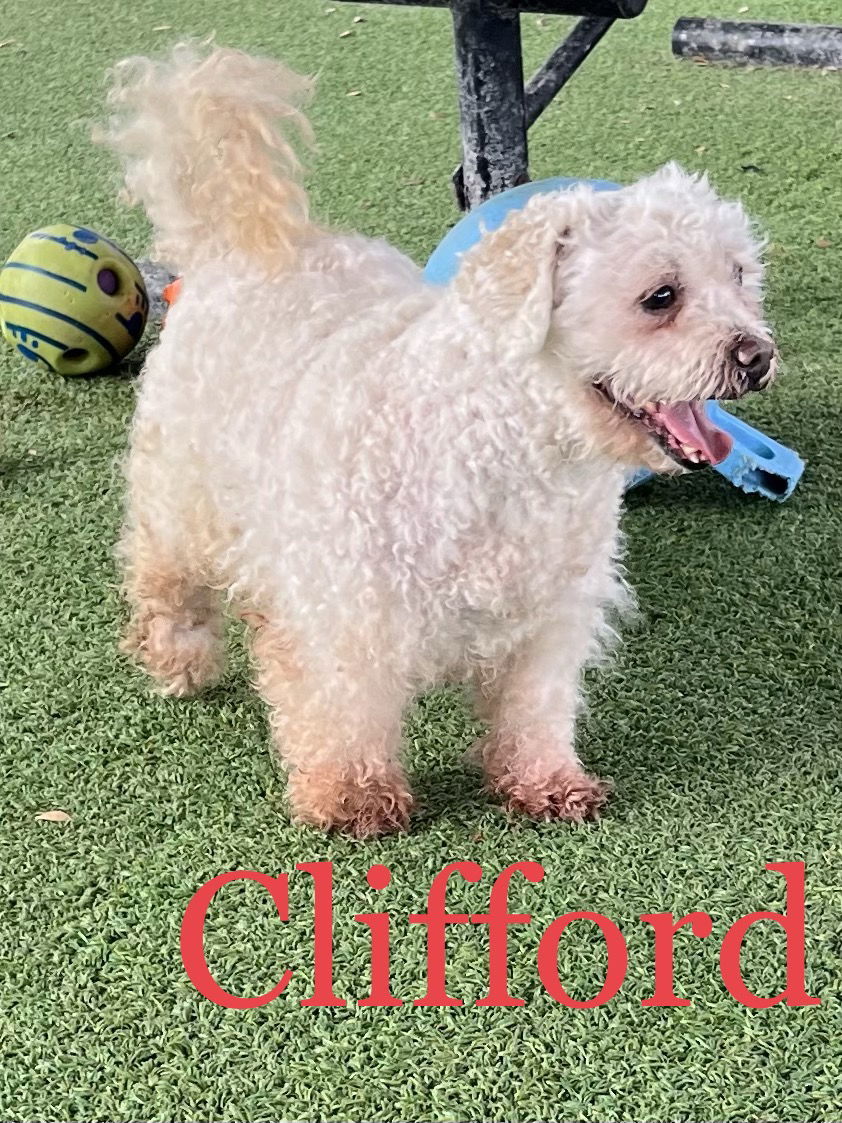 Clifford, an adoptable Bichon Frise in Pipe Creek, TX, 78063 | Photo Image 2
