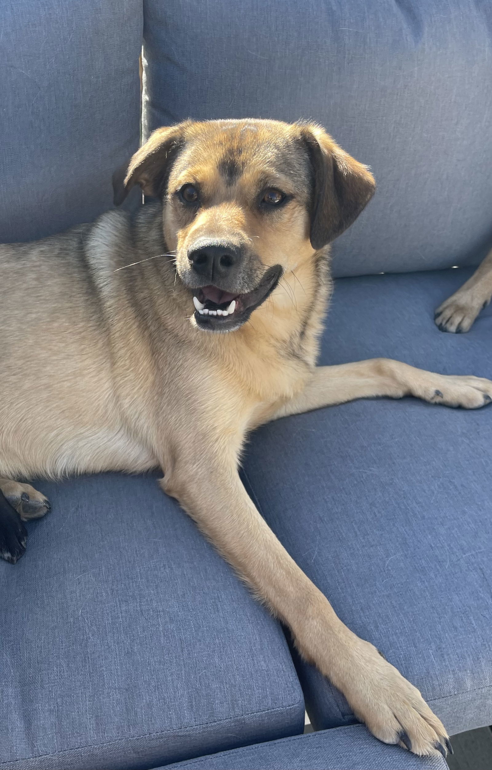 Walraven, an adoptable Keeshond in Littleton, CO, 80130 | Photo Image 2