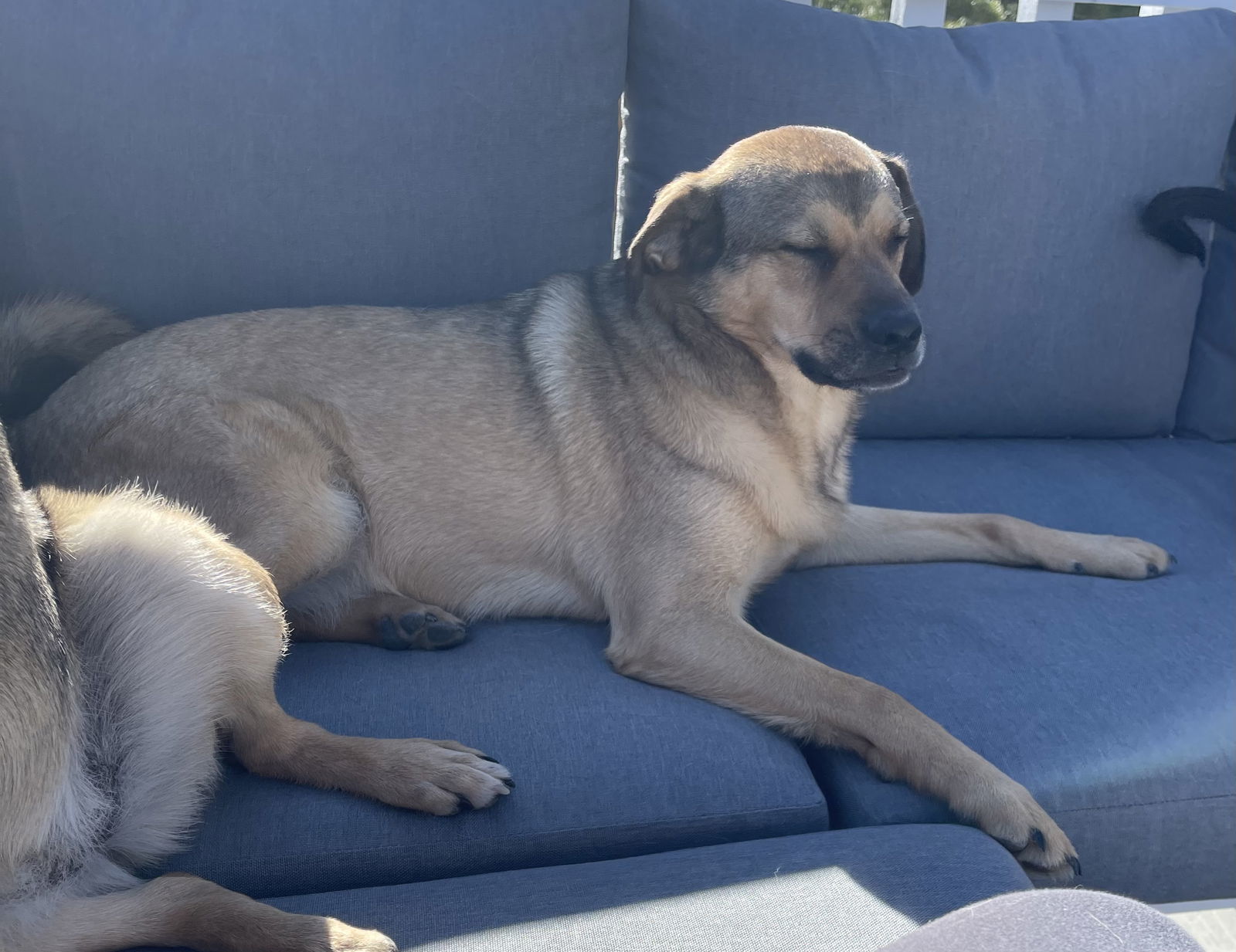 Wally, an adoptable Keeshond in Littleton, CO, 80130 | Photo Image 3