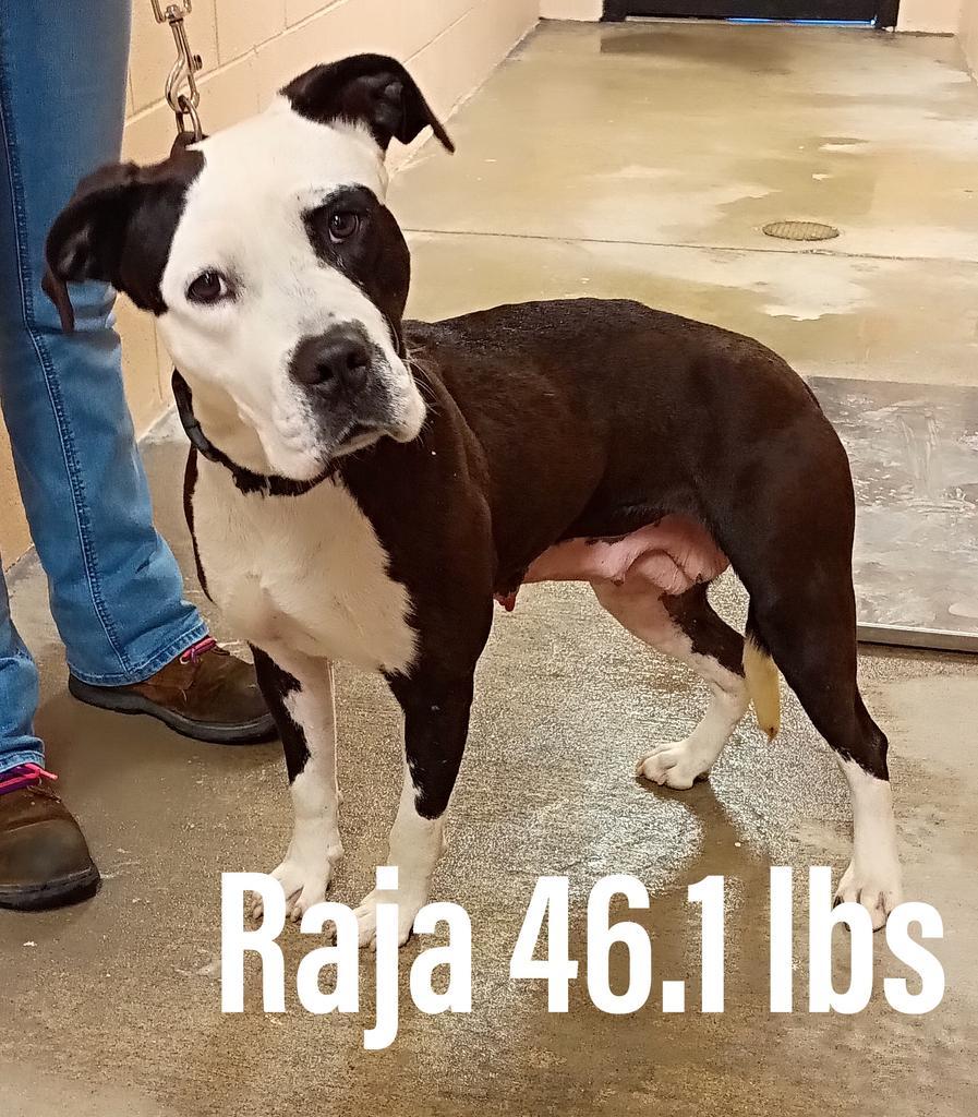 Raja