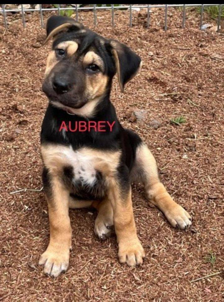 Aubrey 3