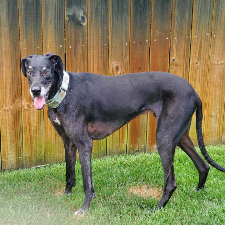 Dog for adoption - Zeus, a Great Dane in Pensacola, FL | Petfinder