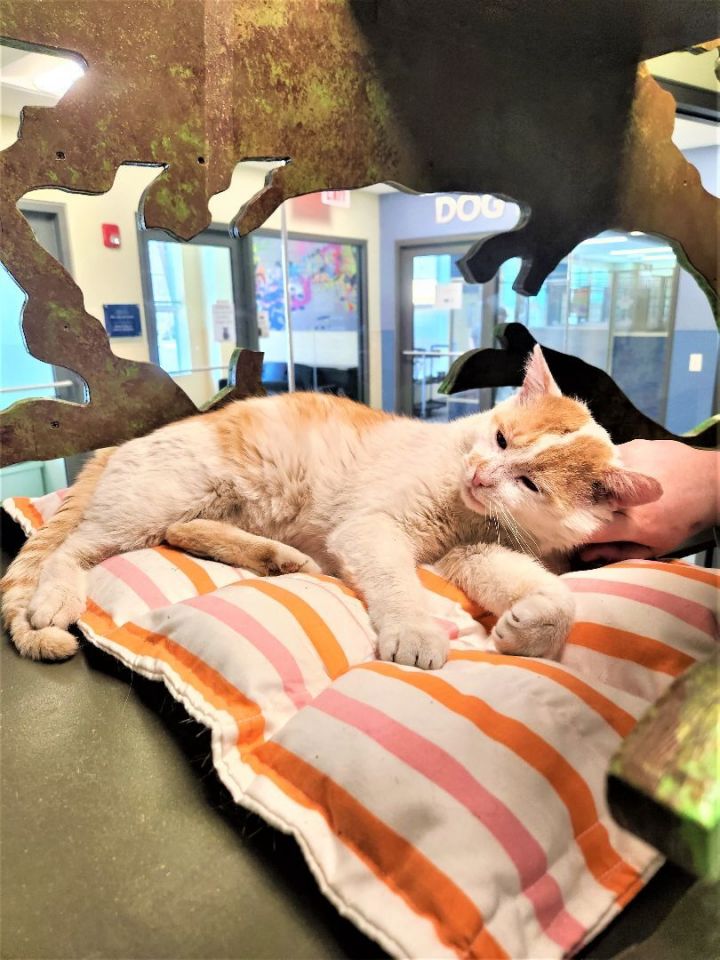 Justin Credible, an adopted Domestic Short Hair in Briarcliff Manor, NY_image-2