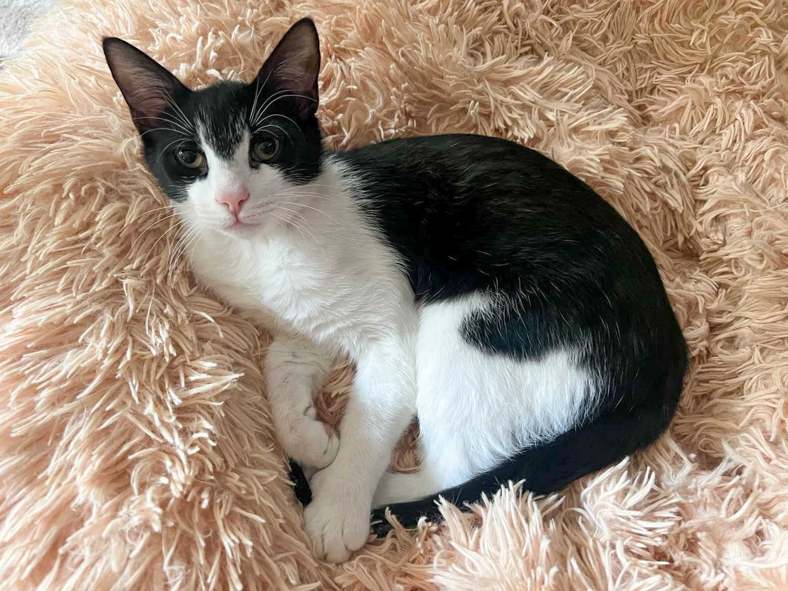 Stan, an adoptable Tuxedo, Domestic Short Hair in Locust Grove, GA, 30248 | Photo Image 1