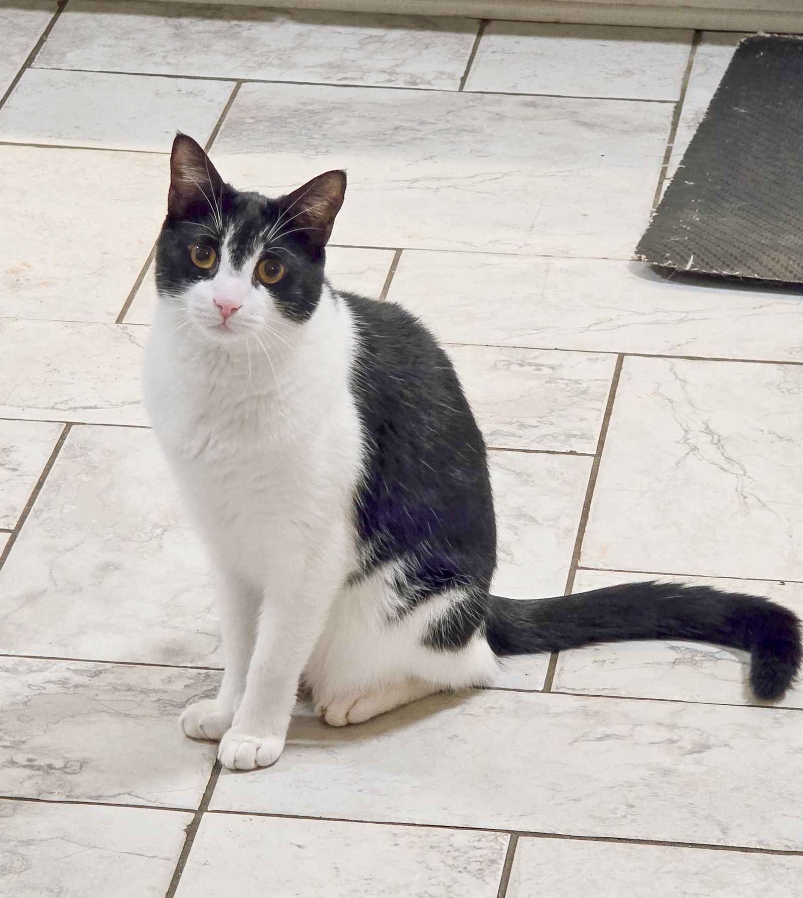 Stan, an adoptable Tuxedo, Domestic Short Hair in Locust Grove, GA, 30248 | Photo Image 1