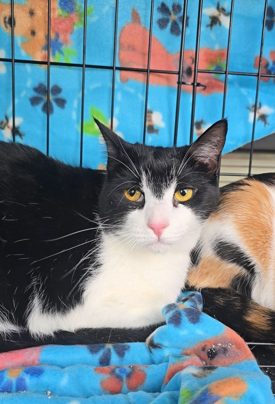 Stan, an adoptable Tuxedo, Domestic Short Hair in Locust Grove, GA, 30248 | Photo Image 1