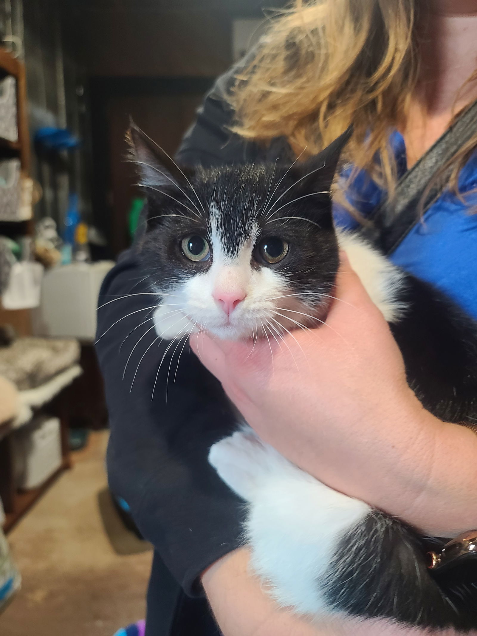 Stan, an adoptable Tuxedo, Domestic Short Hair in Locust Grove, GA, 30248 | Photo Image 2