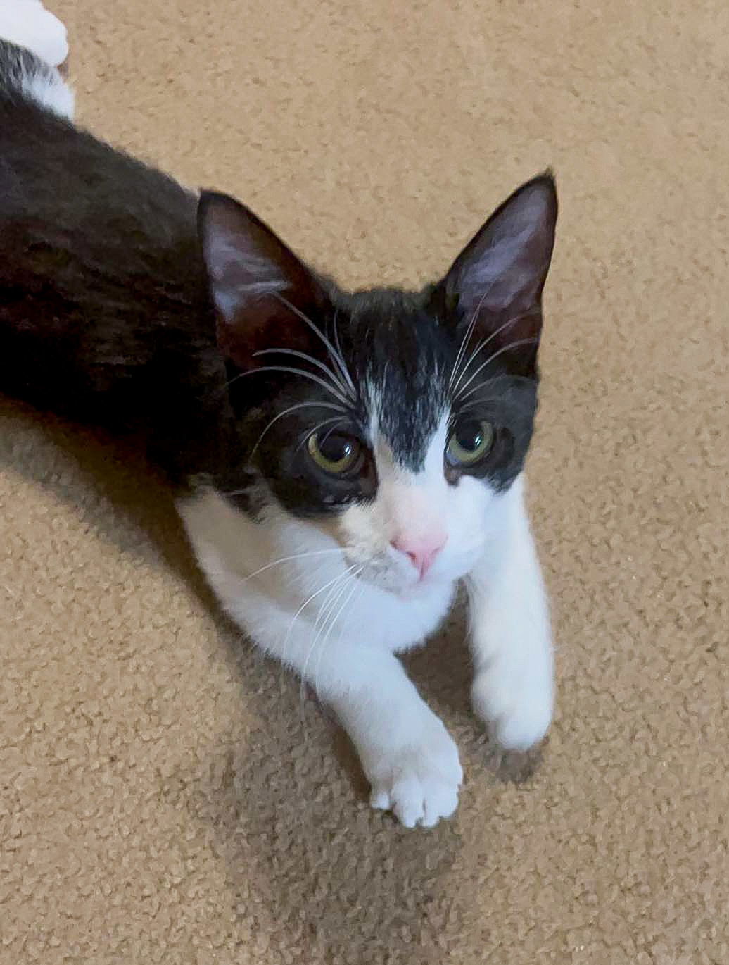 Stan, an adoptable Tuxedo, Domestic Short Hair in Locust Grove, GA, 30248 | Photo Image 3