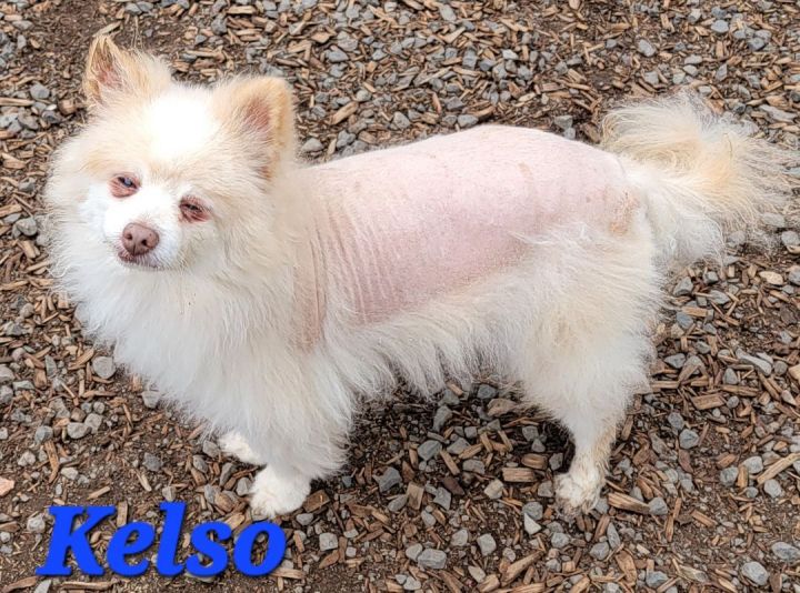 Kelso, an adoptable Pomeranian Mix in Madras, OR_image-1
