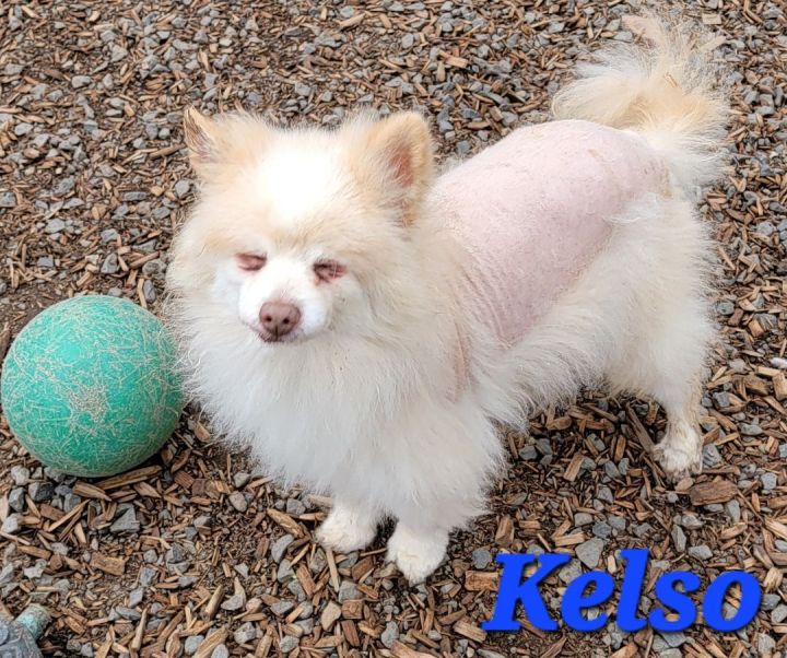 Kelso, an adoptable Pomeranian Mix in Madras, OR_image-3
