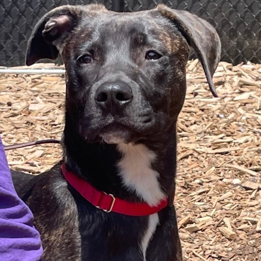 Dog for adoption - Doughnut, a Hound Mix in Briarcliff Manor, NY ...