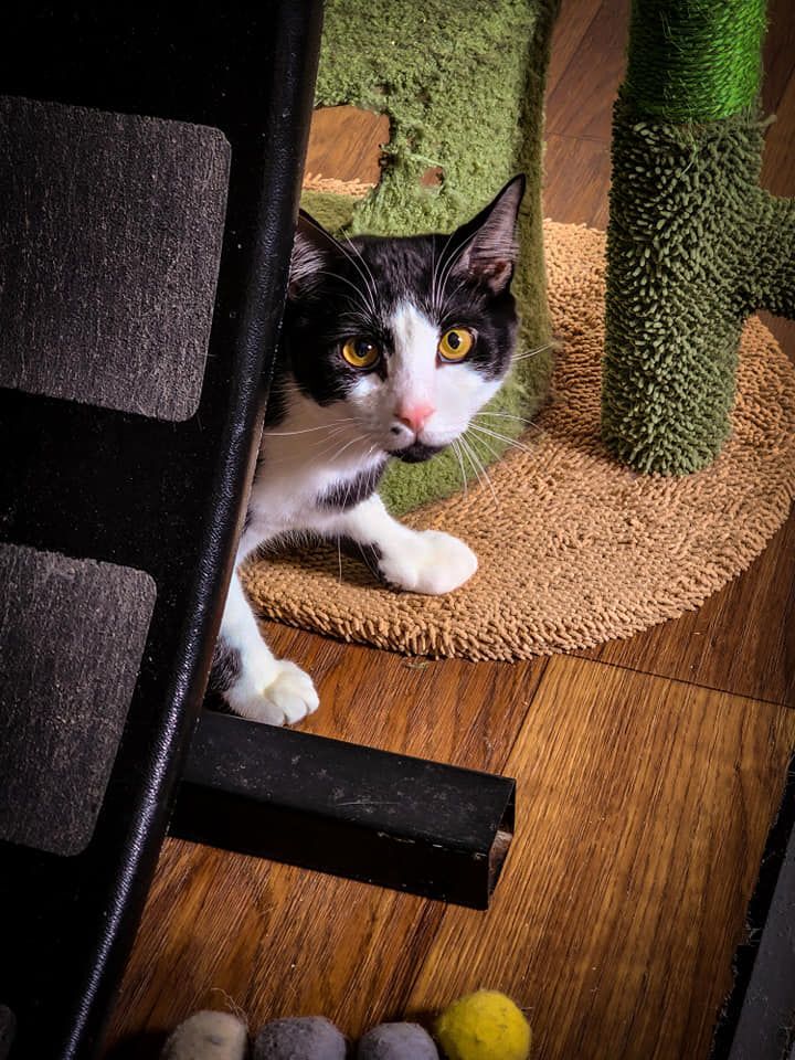 ANDY, an adopted Domestic Short Hair & Manx Mix in Prineville, OR_image-3