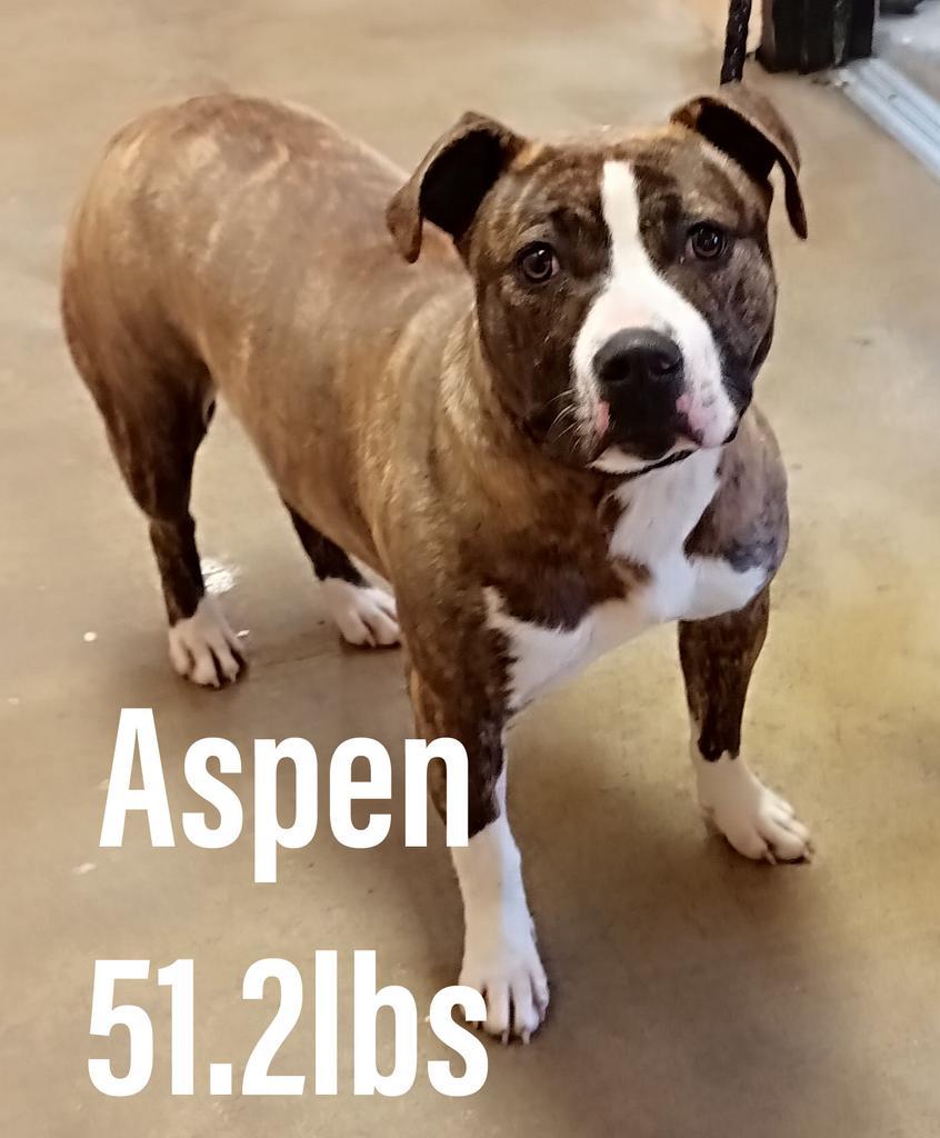 Aspen