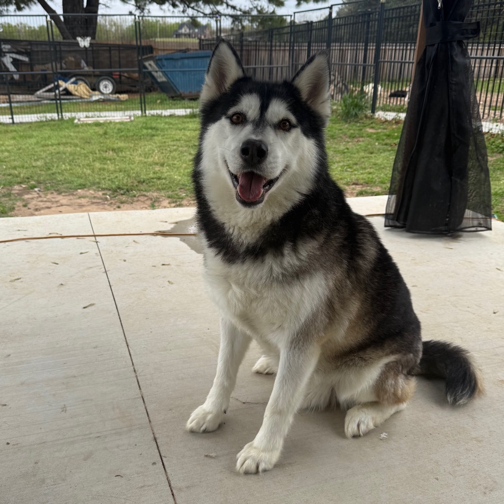 Froto, an adoptable Husky in Eufaula, OK, 74432 | Photo Image 2