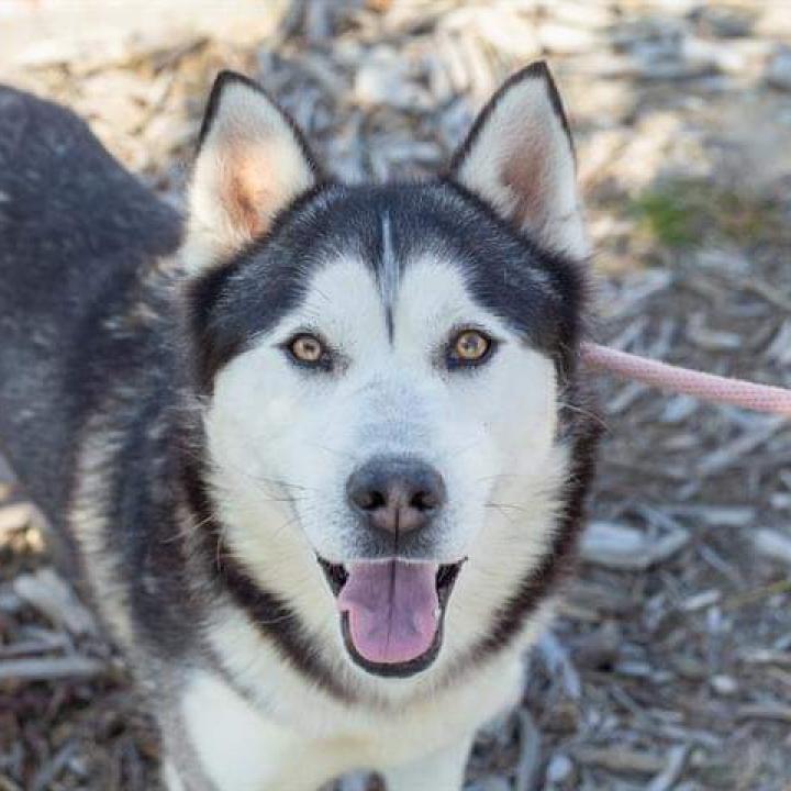 Marty, an adoptable Husky in Eufaula, OK, 74432 | Photo Image 1