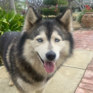 Petfinder malamute hot sale