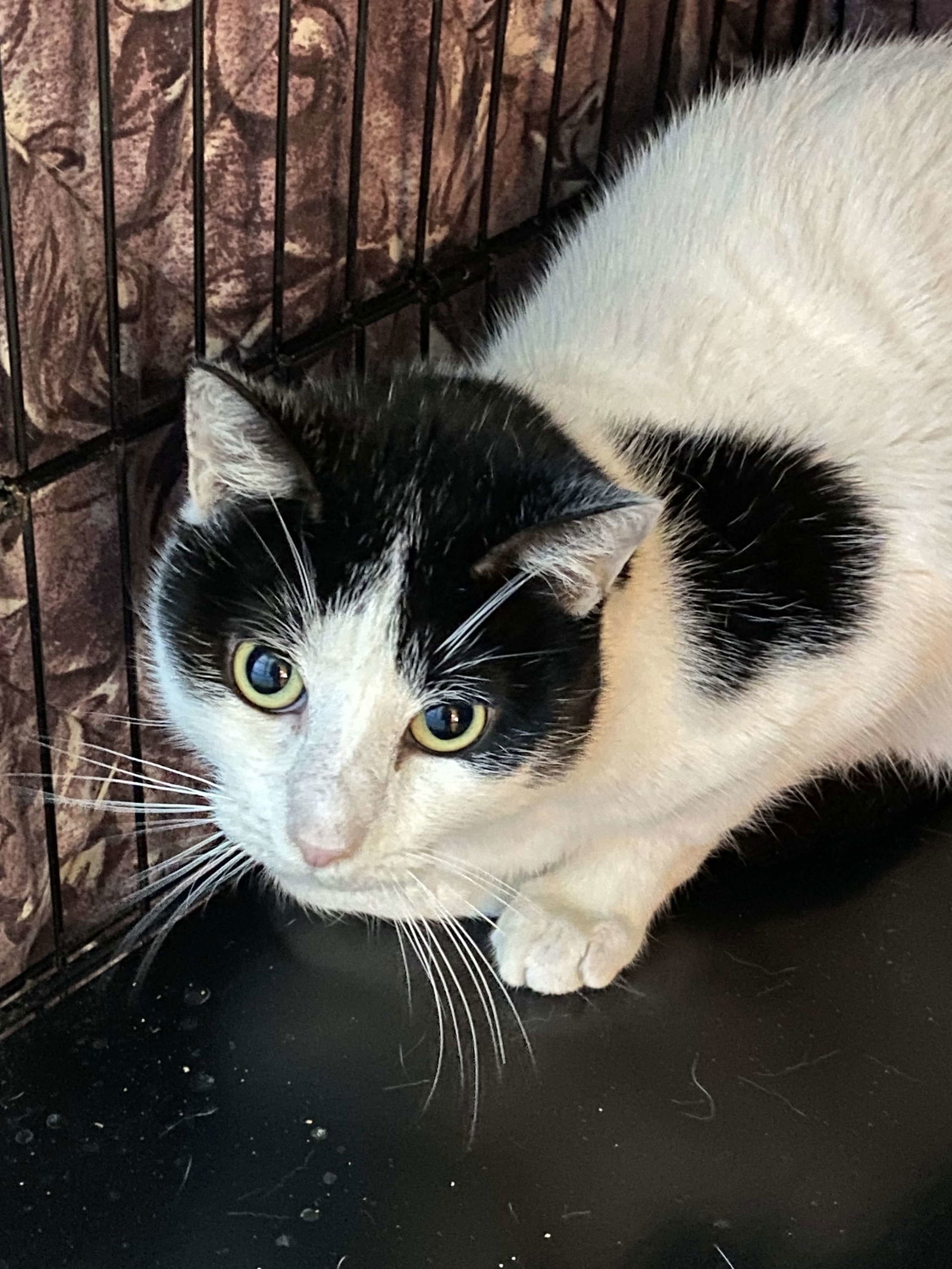 Ramen, an adoptable Domestic Short Hair in Hudson, NY, 12534 | Photo Image 1