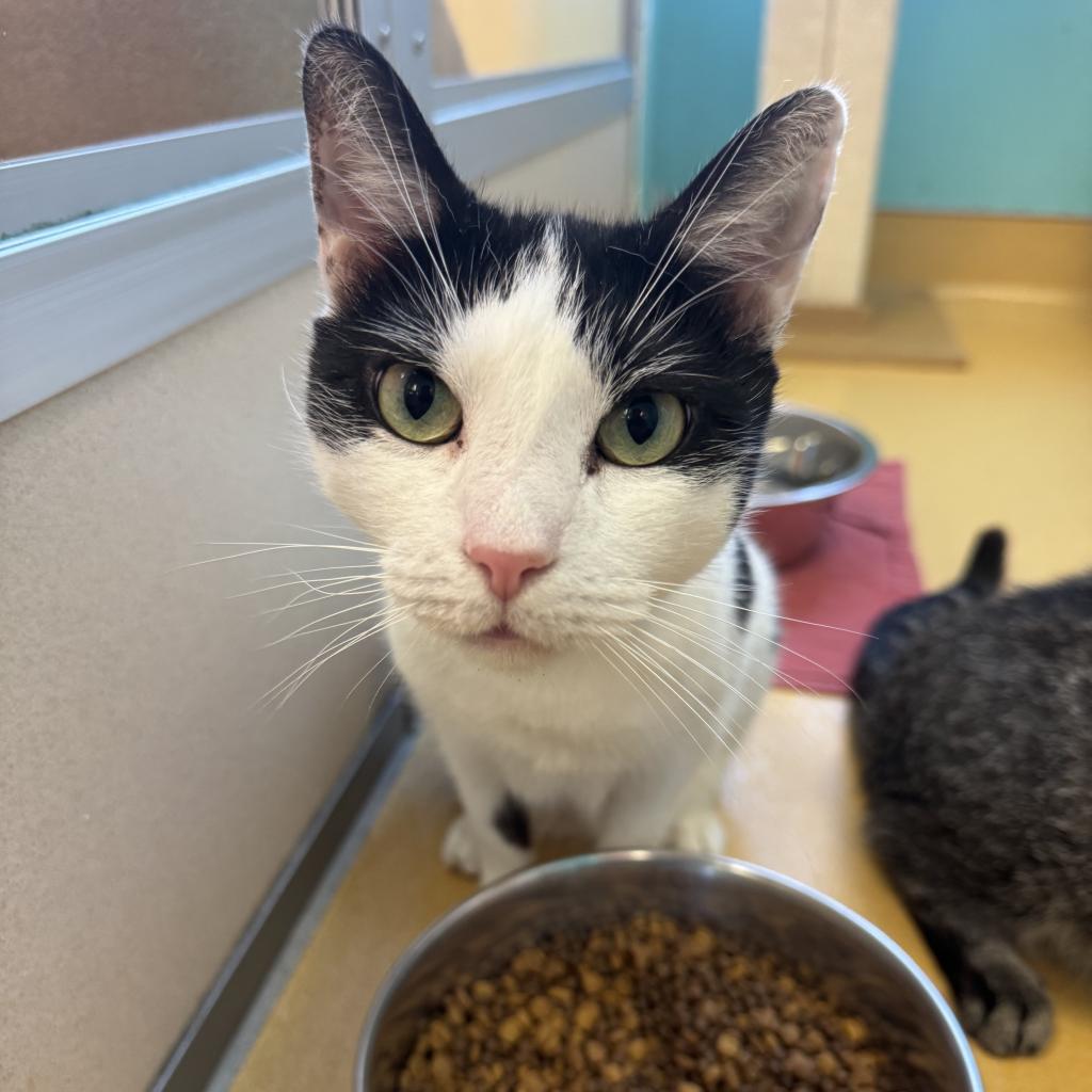 Ramen, an adoptable Domestic Short Hair in Hudson, NY, 12534 | Photo Image 1