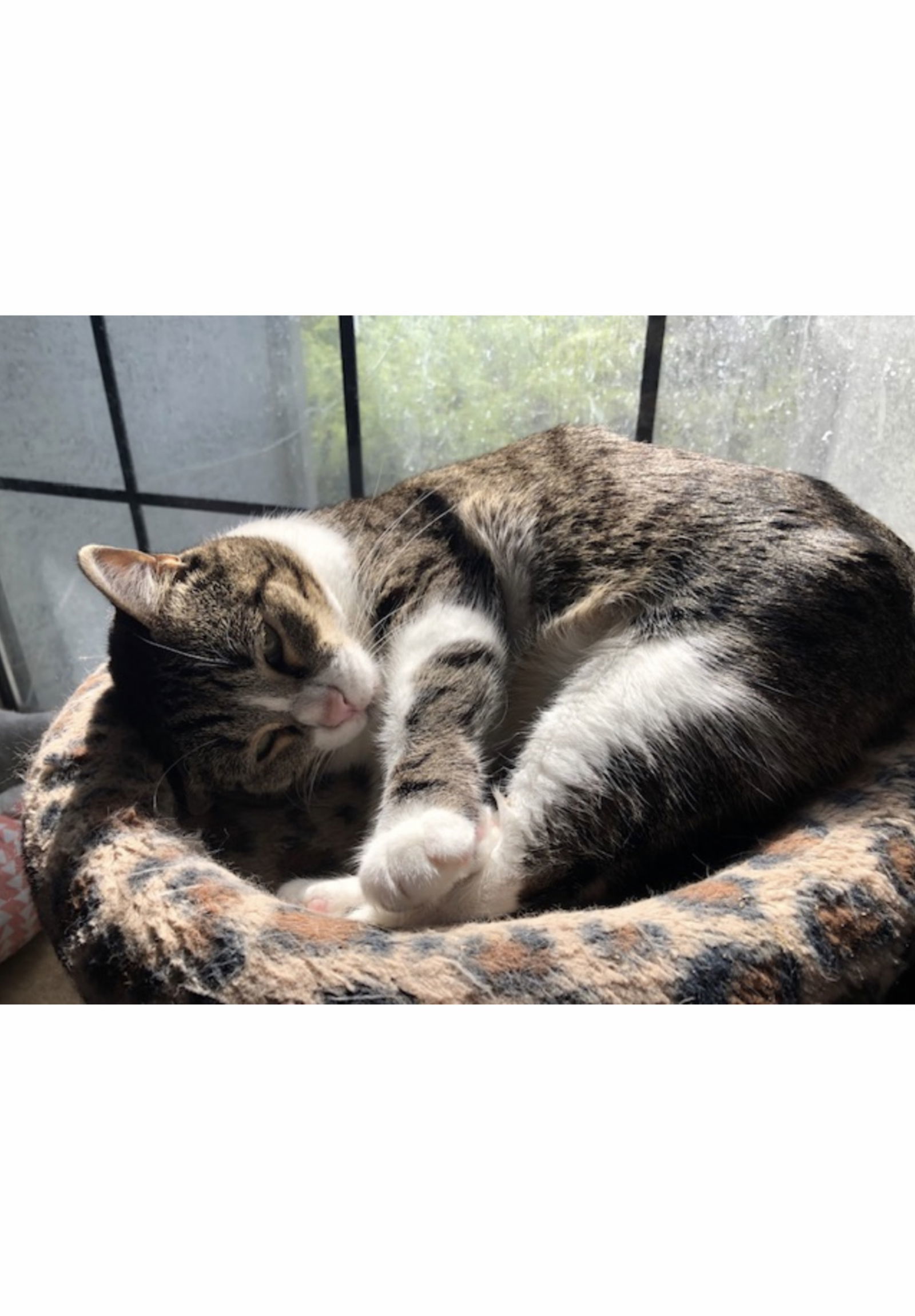 Mattie - Courtesy Post, an adoptable Tabby, Domestic Short Hair in Euless, TX, 76040 | Photo Image 1