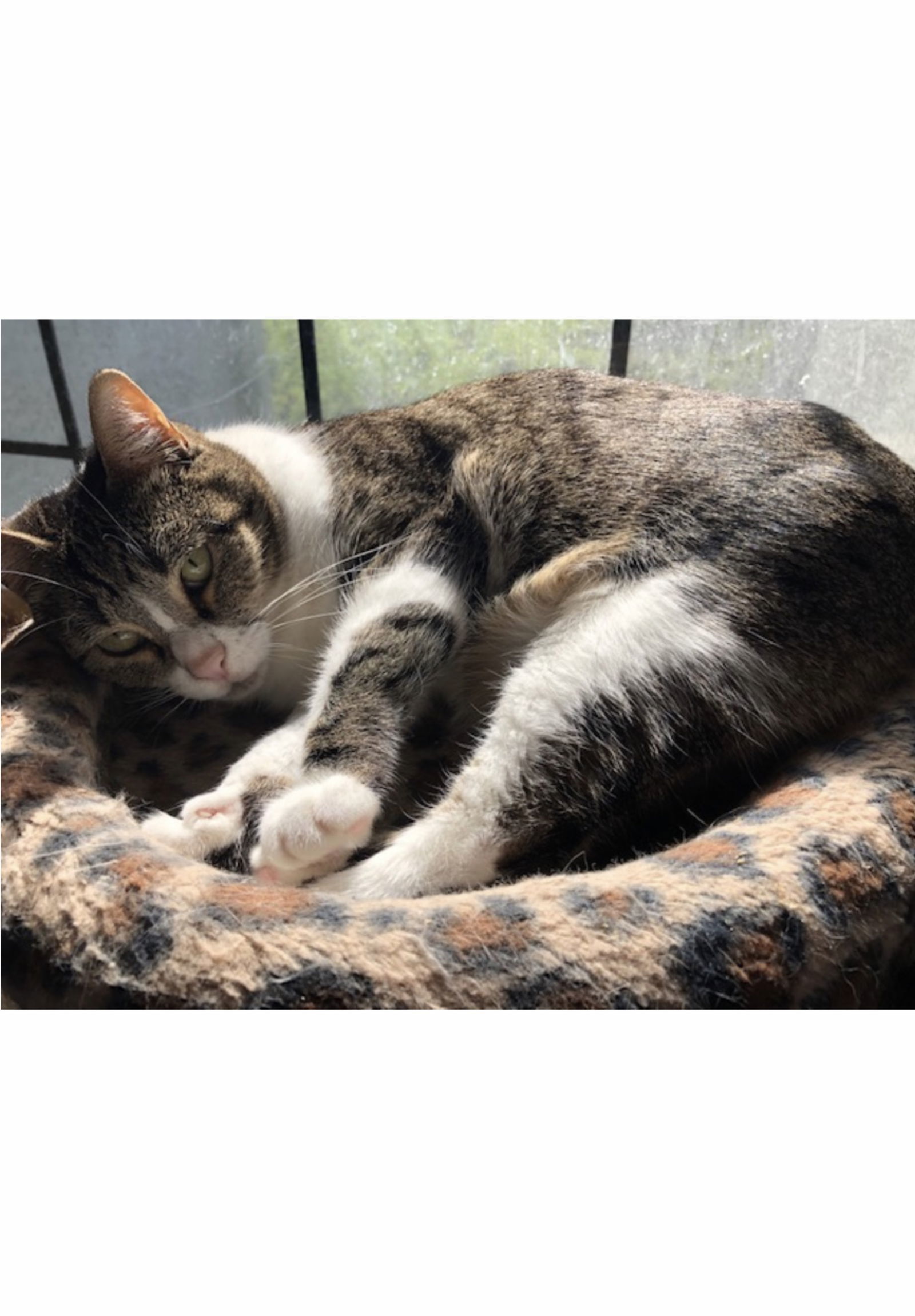 Mattie - Courtesy Post, an adoptable Tabby, Domestic Short Hair in Euless, TX, 76040 | Photo Image 2