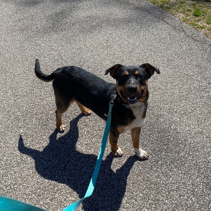 Dog for adoption - Reese, a Mountain Cur Mix in New Martinsville, WV ...