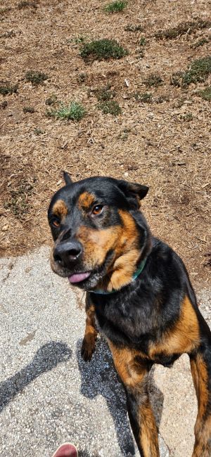 Meet Hamilton a remarkable canine in search of his forever home Found alongside a buddy in a parki