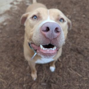 Alexander is a 2-year-old handsome pup with a velvety light tan coat and soulful eyes that will mel