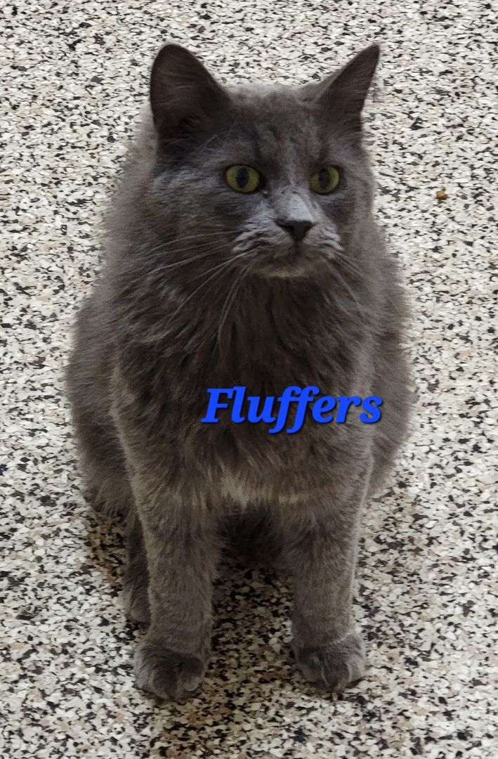 Fluffers Update detail page