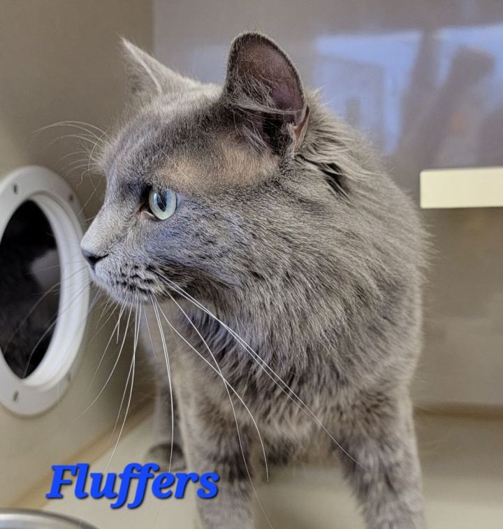Fluffers UPDATE, an adoptable Domestic Long Hair Mix in Madras, OR_image-2