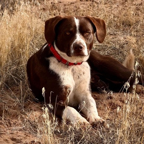 Maddy, an adoptable Mixed Breed in Moab, UT, 84532 | Photo Image 1