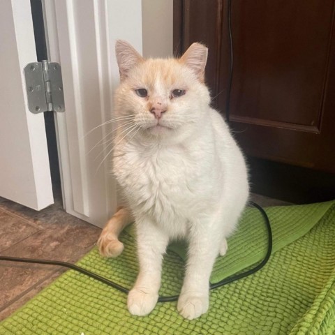 Max (Rex) Davis, an adoptable Domestic Short Hair in Eagle Mountain, UT, 84005 | Photo Image 2