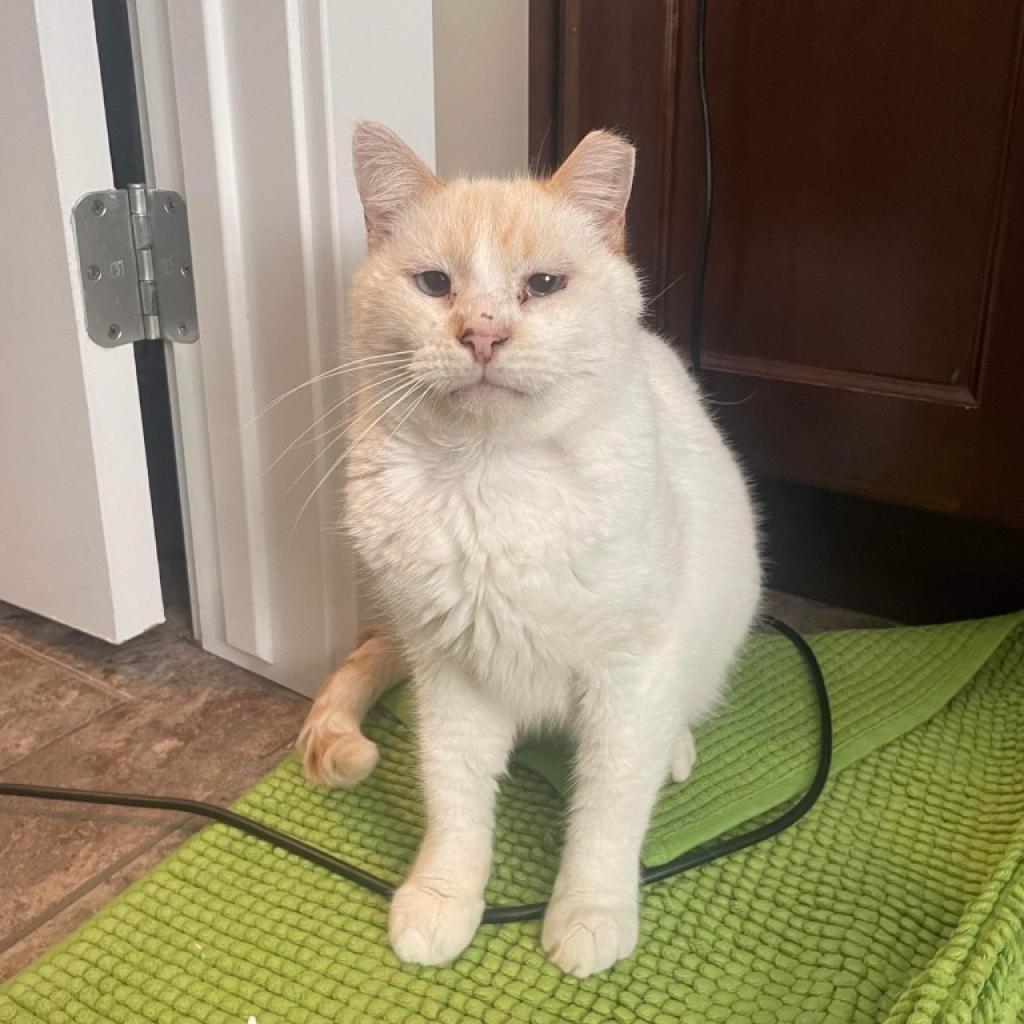 Max (Rex) Davis, an adoptable Domestic Short Hair in Eagle Mountain, UT, 84005 | Photo Image 2