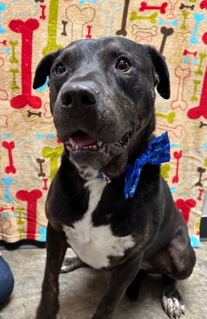 Blue, an adoptable Mixed Breed in Jonesboro, AR, 72401 | Photo Image 1