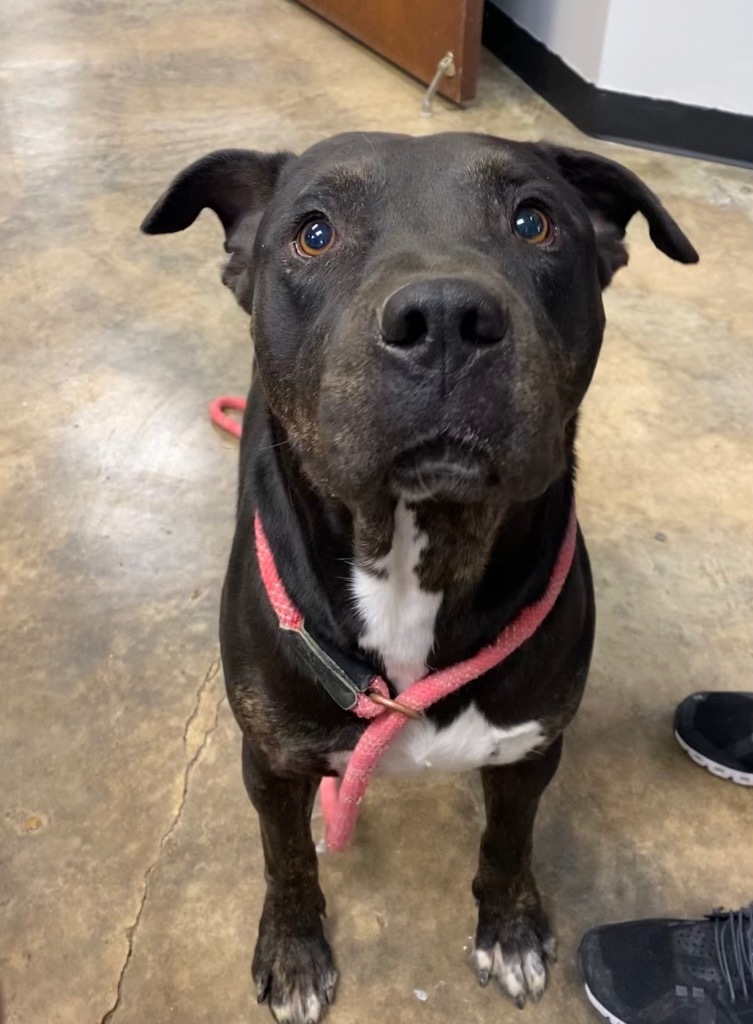 Blue, an adoptable Mixed Breed in Jonesboro, AR, 72401 | Photo Image 2