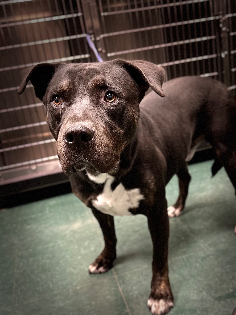 Blue, an adoptable Mixed Breed in Jonesboro, AR, 72401 | Photo Image 3