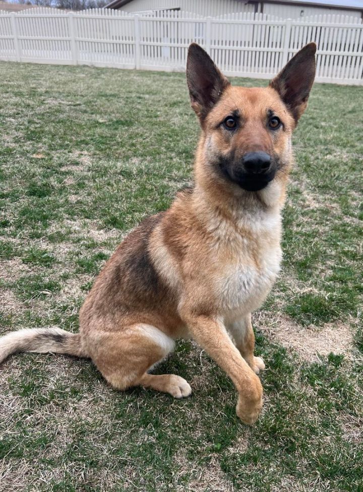 Dog for adoption - Ginger H, a German Shepherd Dog in Auburn, NE ...