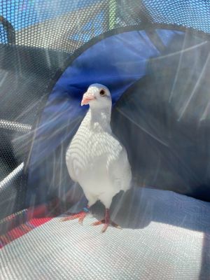 Luigi is a dove release surviving Homer pigeon who was rescued  then accidentally injured when th